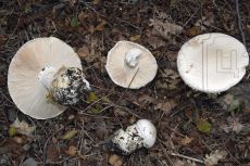 Мухомор-яйцевидный_Абрау_2